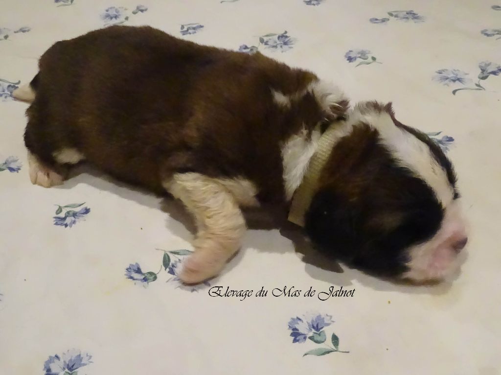 du mas de Jalnot - Chiot disponible  - Chien du Saint-Bernard