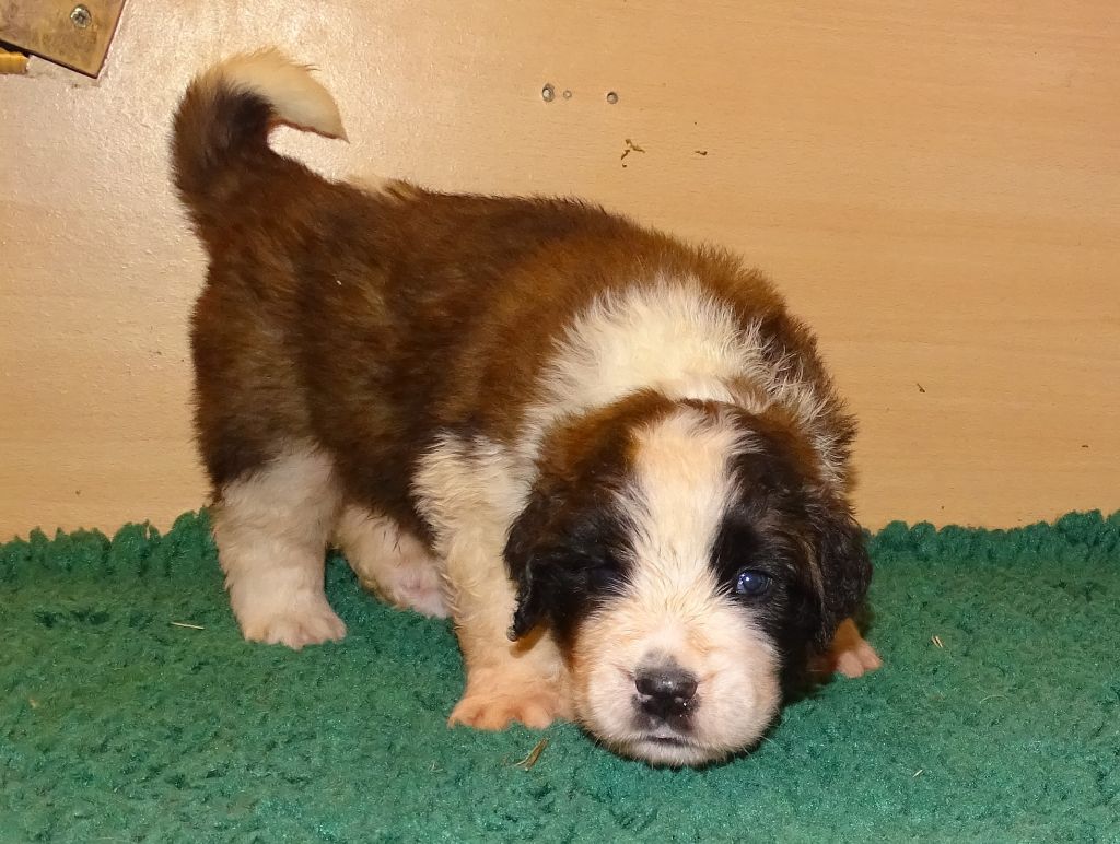 du mas de Jalnot - Chiot disponible  - Chien du Saint-Bernard