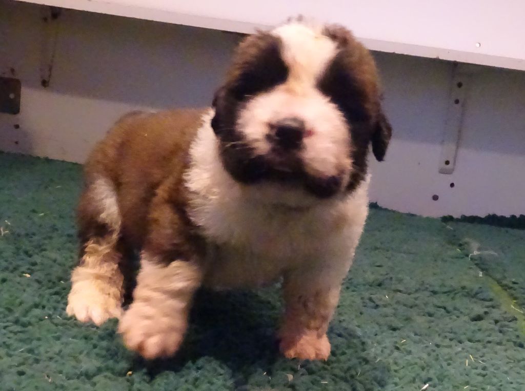 du mas de Jalnot - Chiot disponible  - Chien du Saint-Bernard