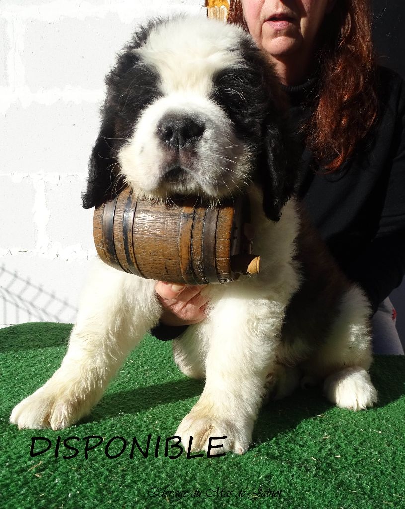 du mas de Jalnot - Chiot disponible  - Chien du Saint-Bernard