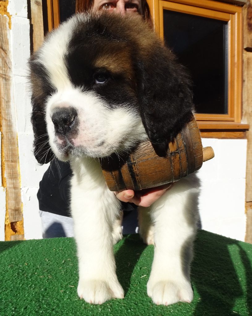 du mas de Jalnot - Chiot disponible  - Chien du Saint-Bernard