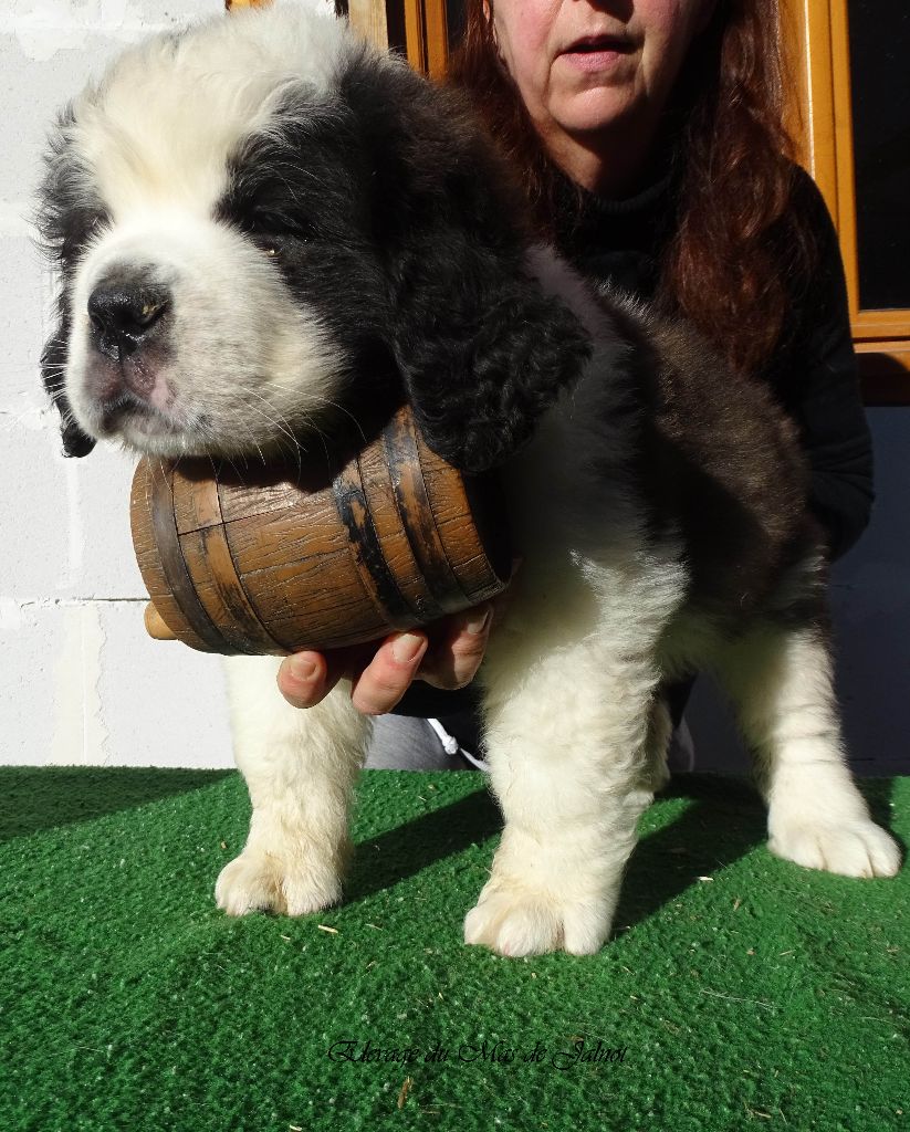 du mas de Jalnot - Chiot disponible  - Chien du Saint-Bernard