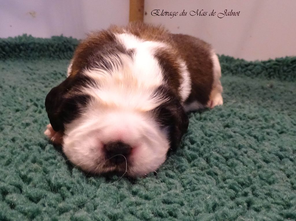 du mas de Jalnot - Chiot disponible  - Chien du Saint-Bernard