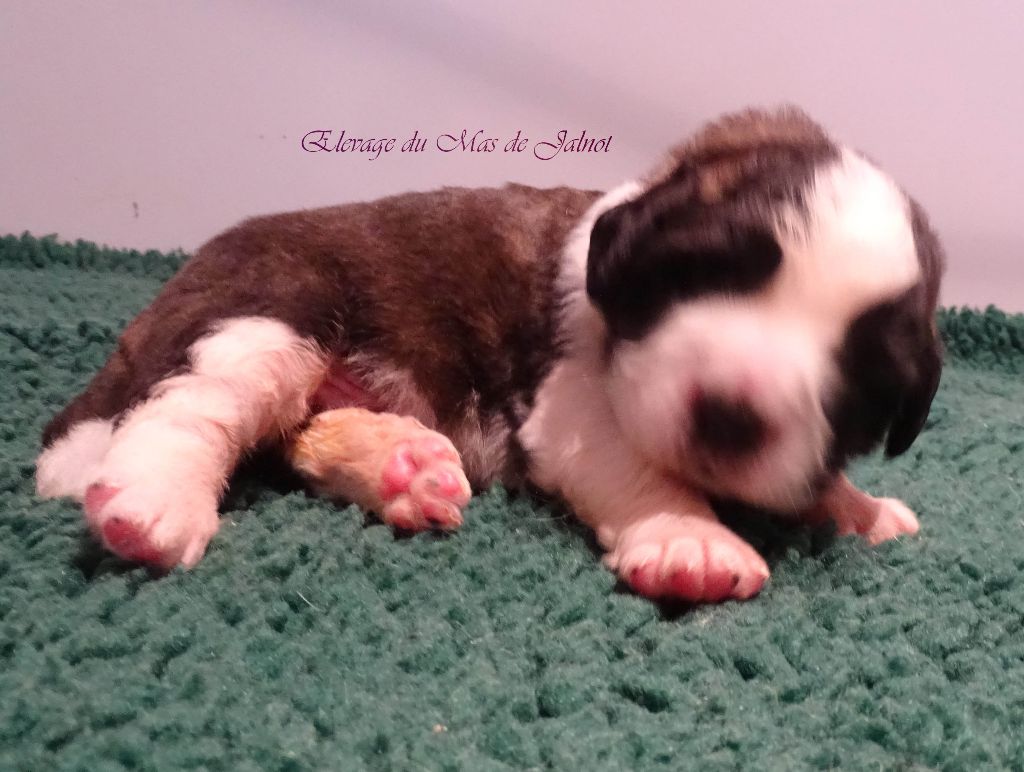 du mas de Jalnot - Chiot disponible  - Chien du Saint-Bernard