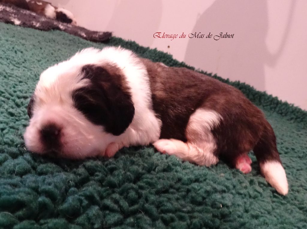 du mas de Jalnot - Chiot disponible  - Chien du Saint-Bernard