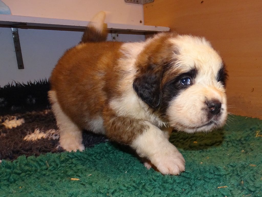 du mas de Jalnot - Chiot disponible  - Chien du Saint-Bernard