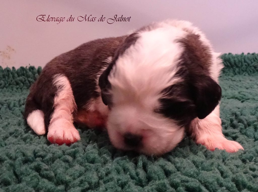 du mas de Jalnot - Chiot disponible  - Chien du Saint-Bernard