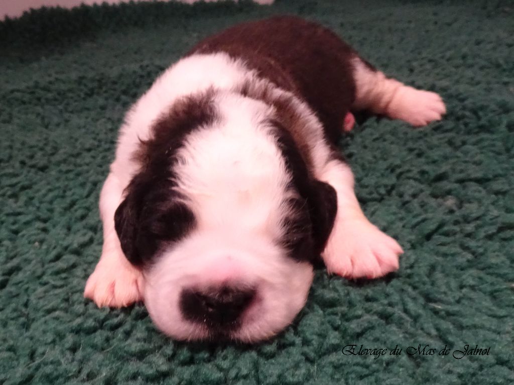 du mas de Jalnot - Chiot disponible  - Chien du Saint-Bernard