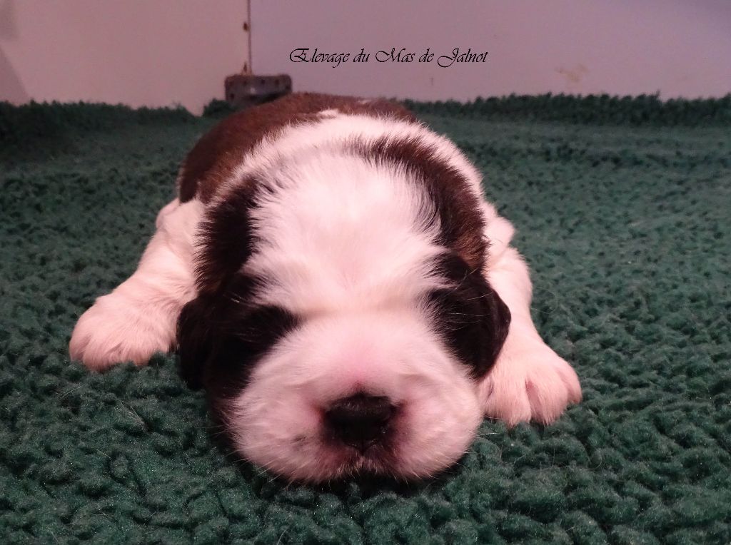 du mas de Jalnot - Chiot disponible  - Chien du Saint-Bernard