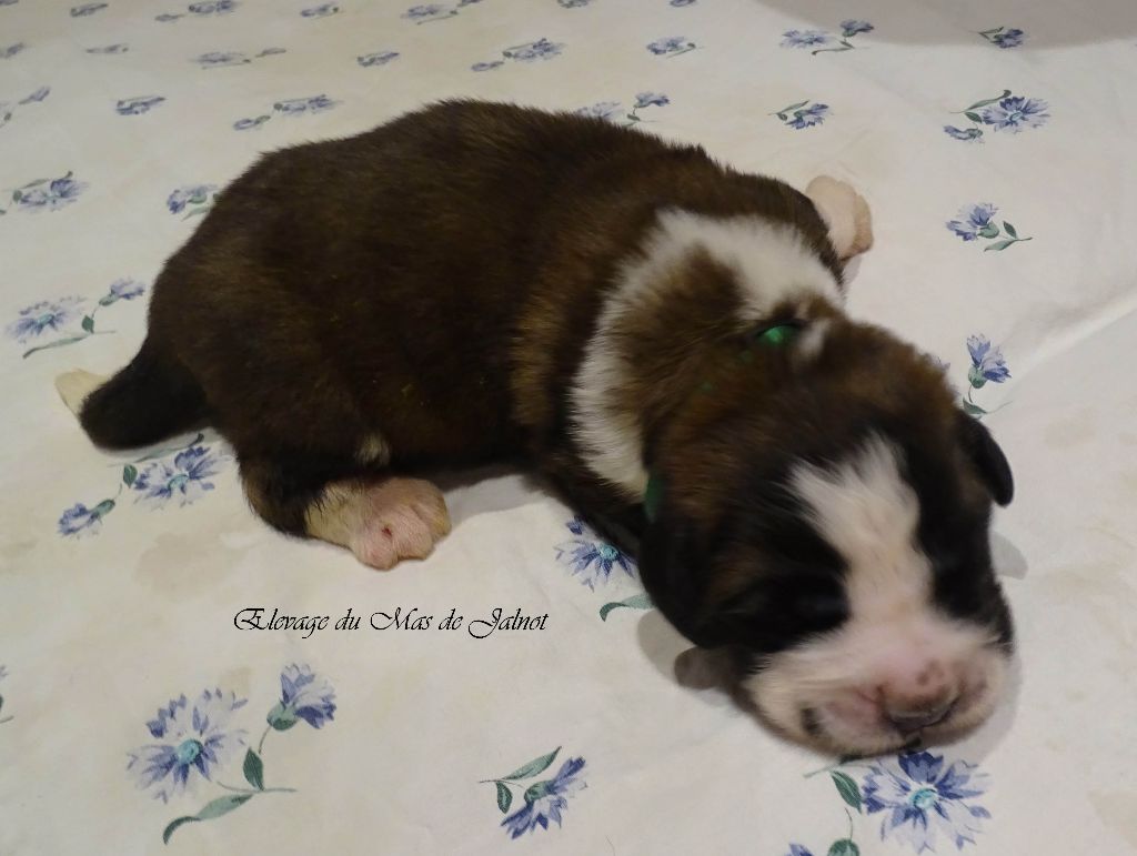 du mas de Jalnot - Chiot disponible  - Chien du Saint-Bernard