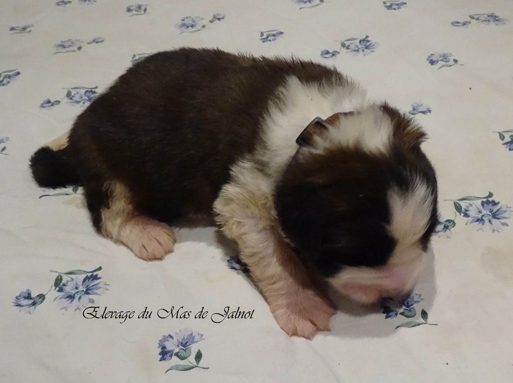 du mas de Jalnot - Chiot disponible  - Chien du Saint-Bernard