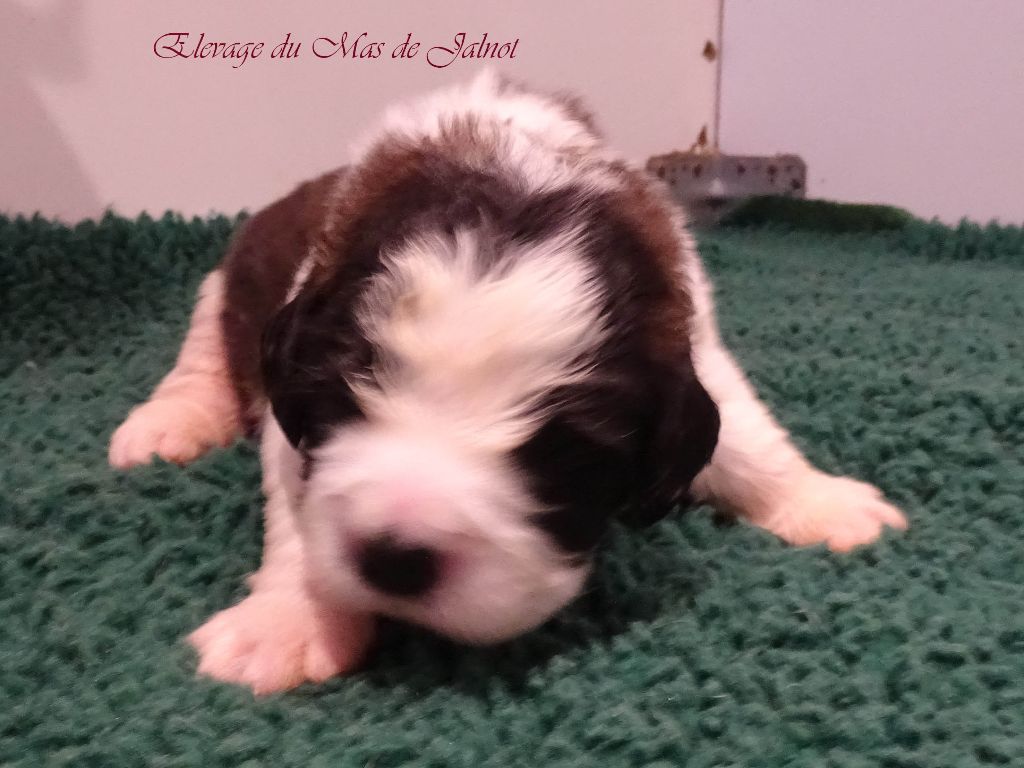 du mas de Jalnot - Chiot disponible  - Chien du Saint-Bernard