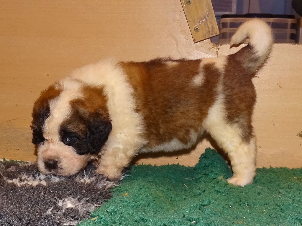 du mas de Jalnot - Chiot disponible  - Chien du Saint-Bernard