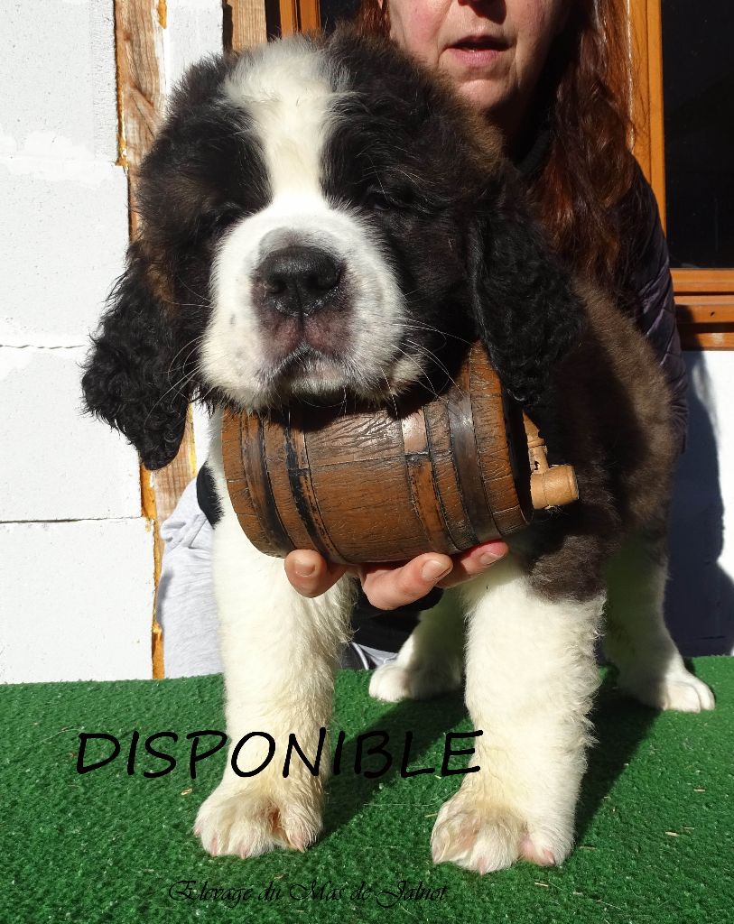 du mas de Jalnot - Chiot disponible  - Chien du Saint-Bernard