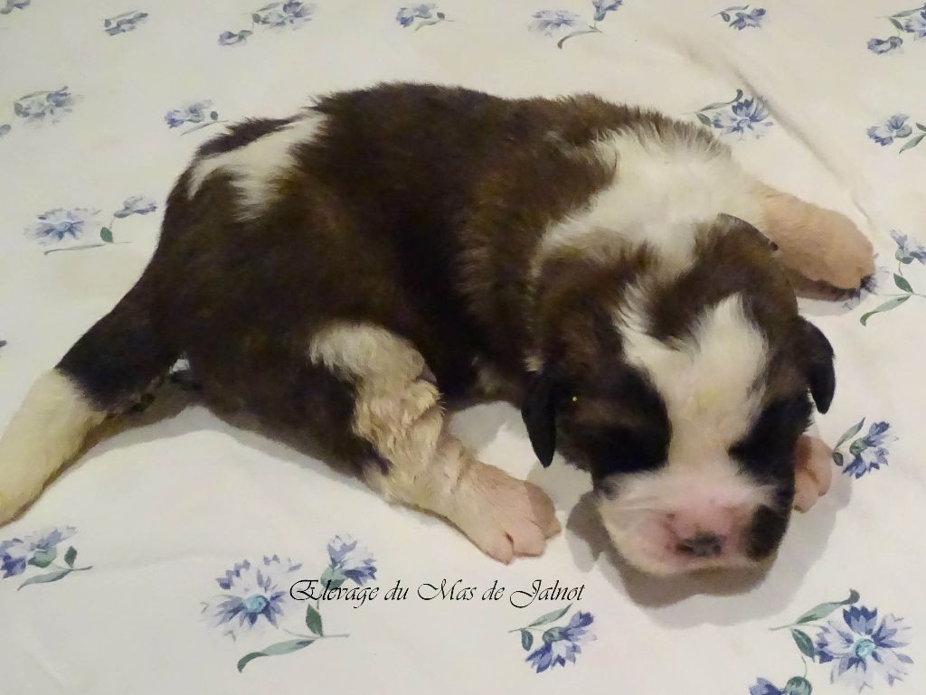 du mas de Jalnot - Chiot disponible  - Chien du Saint-Bernard