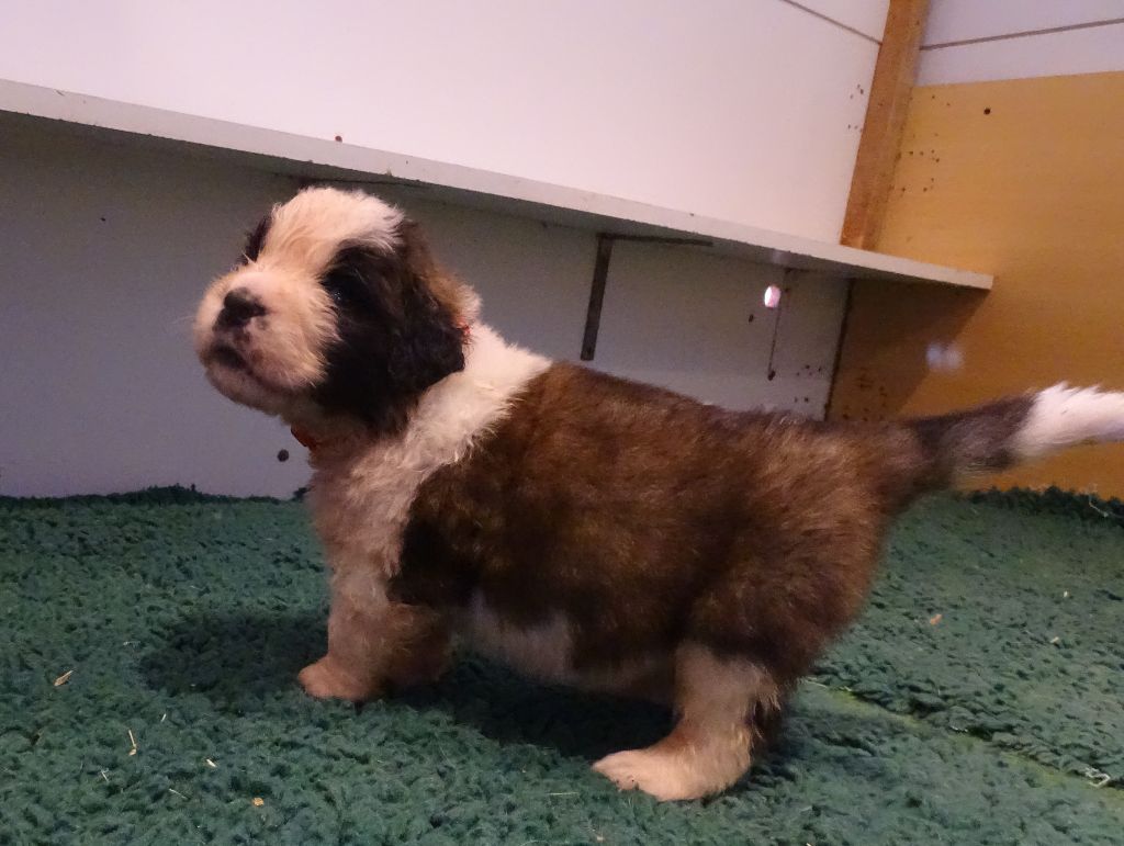 du mas de Jalnot - Chiot disponible  - Chien du Saint-Bernard