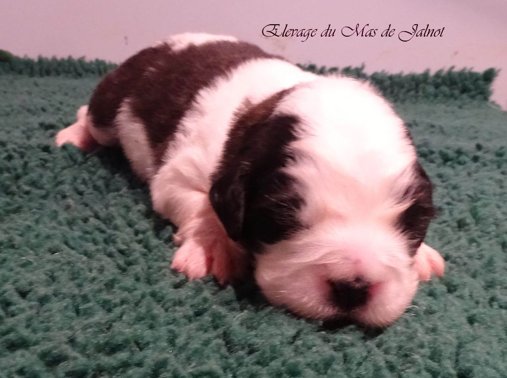 du mas de Jalnot - Chiot disponible  - Chien du Saint-Bernard