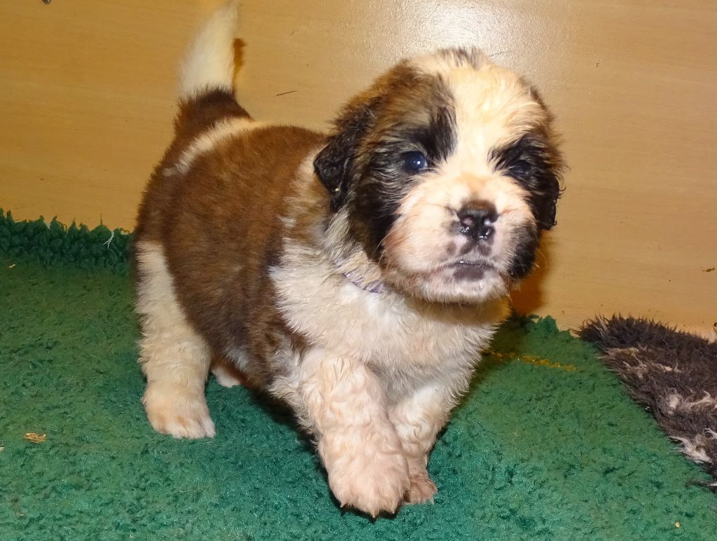 du mas de Jalnot - Chiot disponible  - Chien du Saint-Bernard