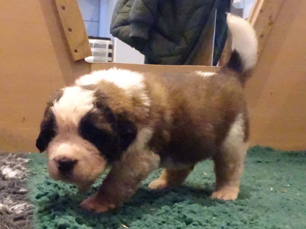 du mas de Jalnot - Chiot disponible  - Chien du Saint-Bernard