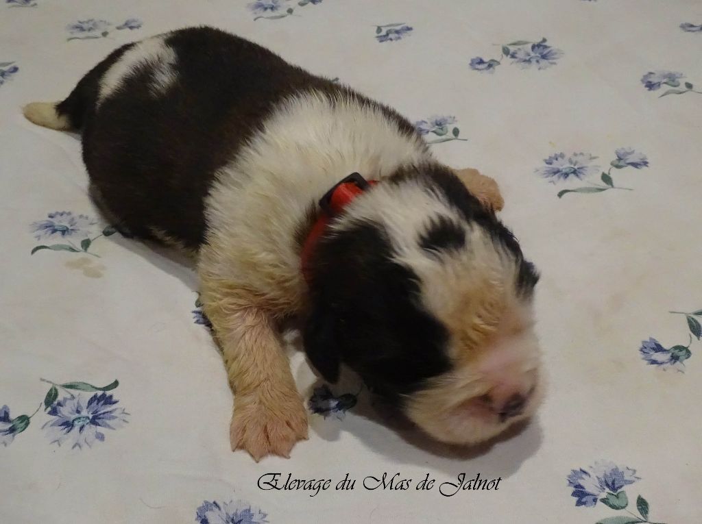 du mas de Jalnot - Chiot disponible  - Chien du Saint-Bernard