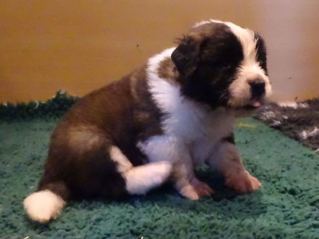 du mas de Jalnot - Chiot disponible  - Chien du Saint-Bernard