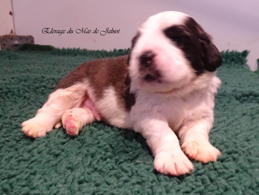 du mas de Jalnot - Chiot disponible  - Chien du Saint-Bernard