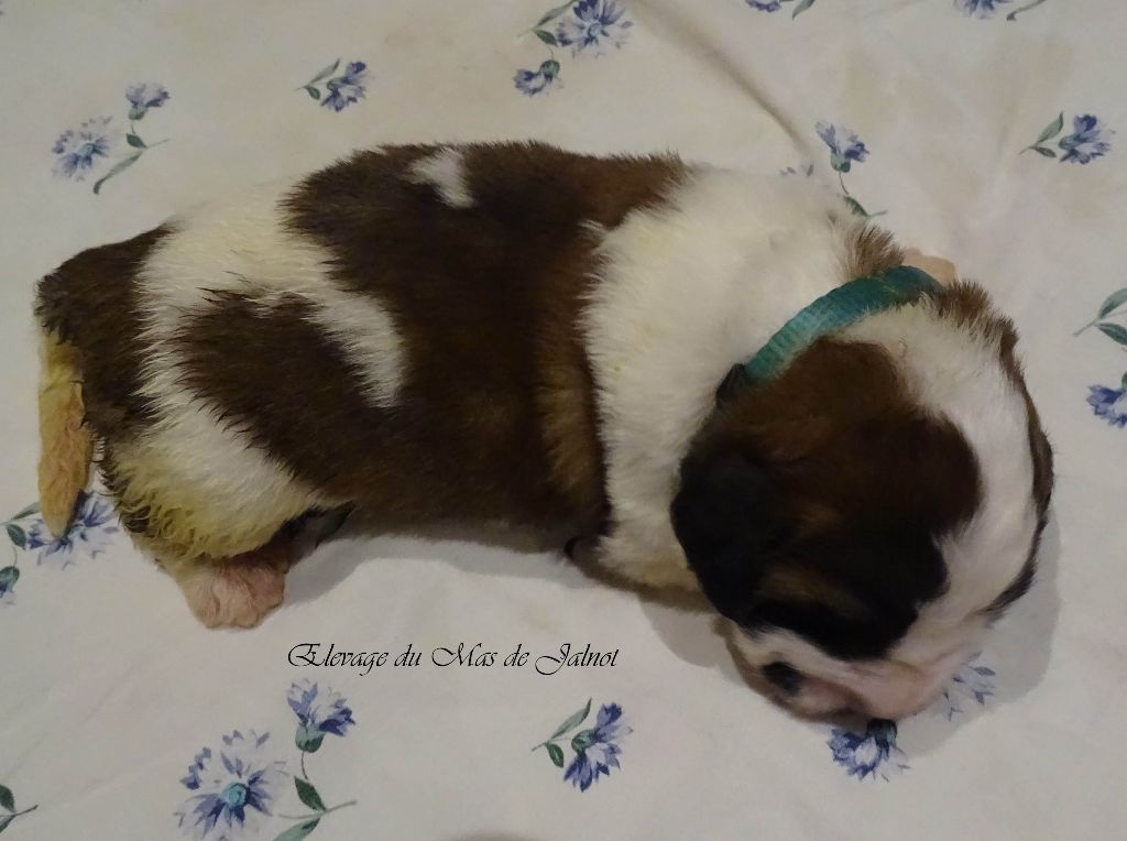 du mas de Jalnot - Chiot disponible  - Chien du Saint-Bernard