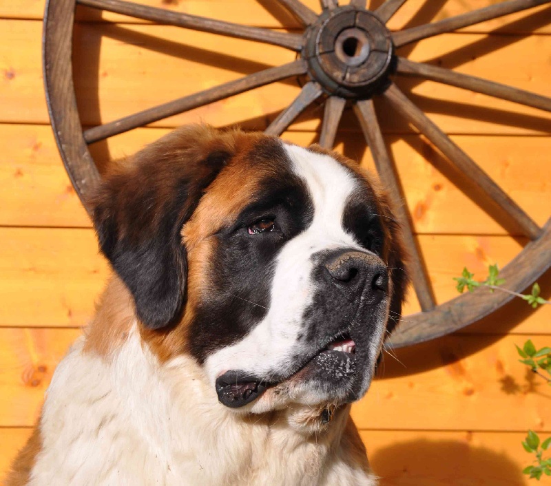 CH. Fidji du mas de Jalnot