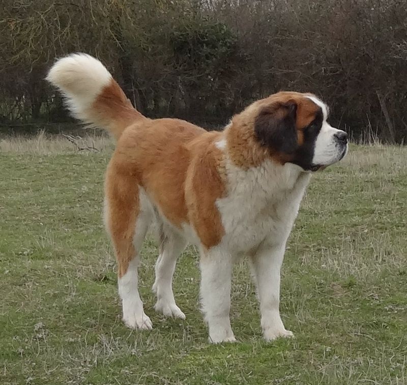 Hivana du mas de Jalnot