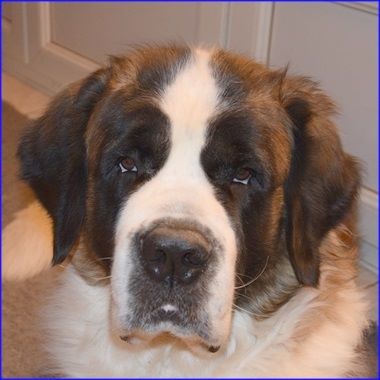 Hendjie du mas de Jalnot