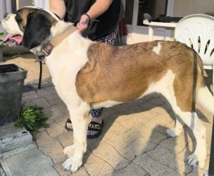 Tamy du mas de Jalnot