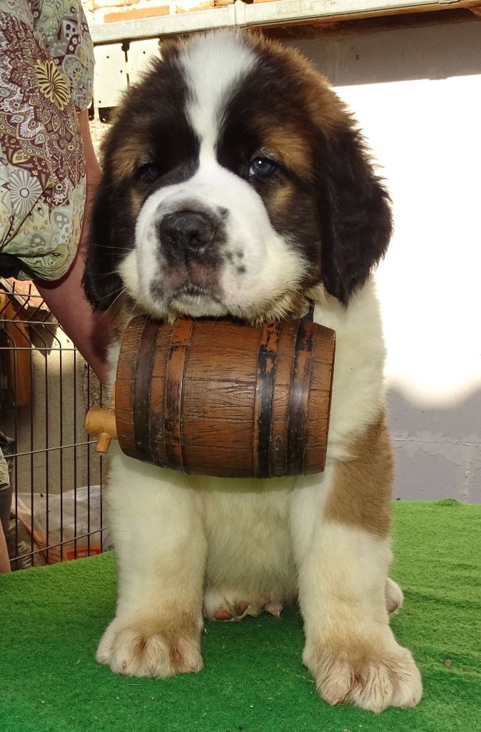 Arod du mas de Jalnot