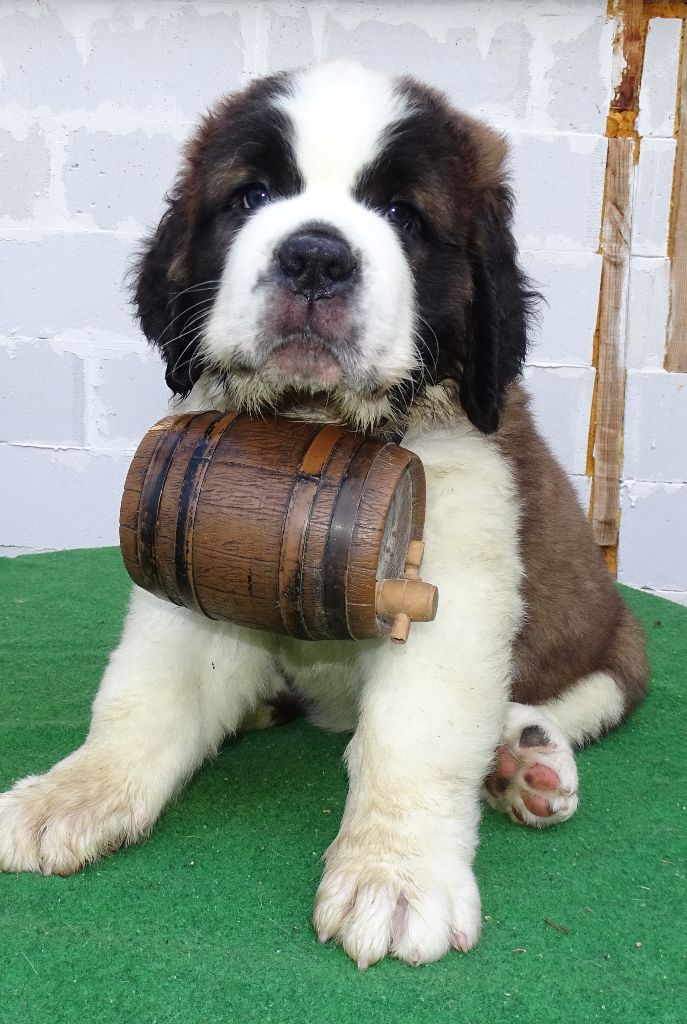 Alpha du mas de Jalnot