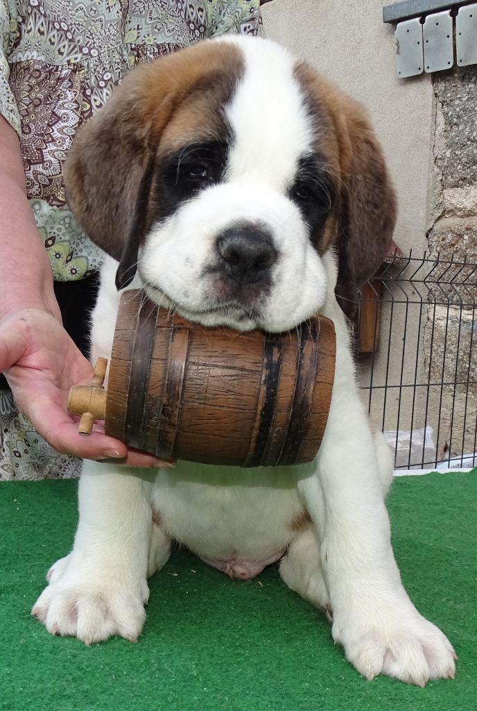 A'beethoven du mas de Jalnot