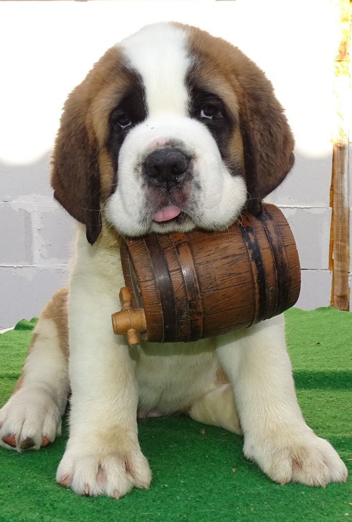 Azur du mas de Jalnot