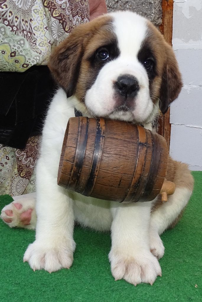 Artus du mas de Jalnot