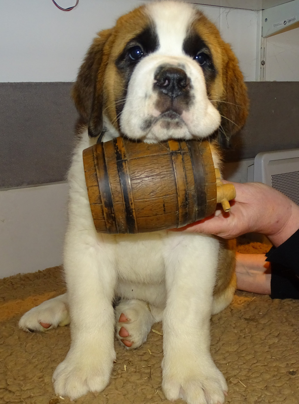 ARLO du mas de Jalnot