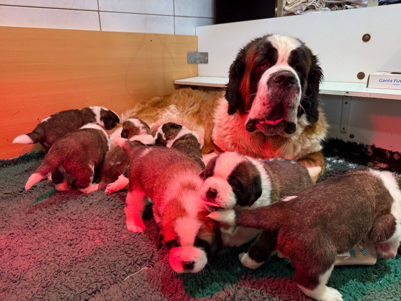 Ils sont Nés les bébés de Shanell