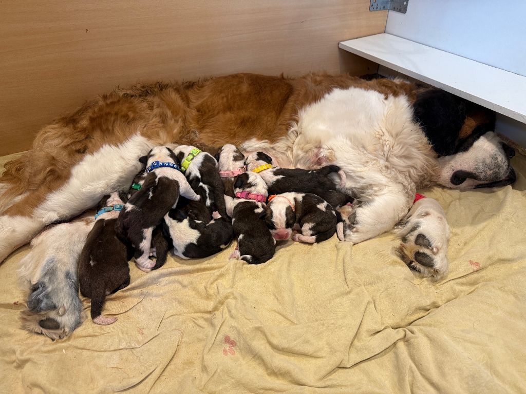 Les bébés de SHELBY sont nés