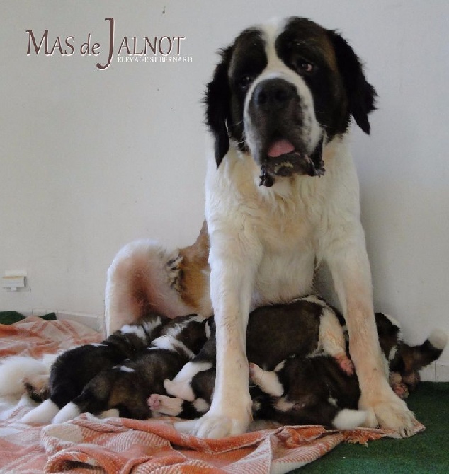 du mas de Jalnot - Chiots St Bernard Mas de Jalnot 