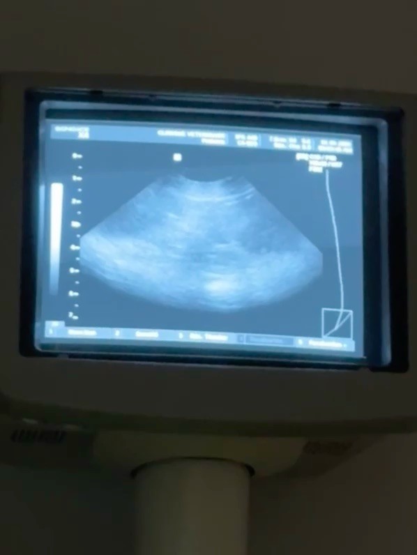 Bientôt des petits Nours 