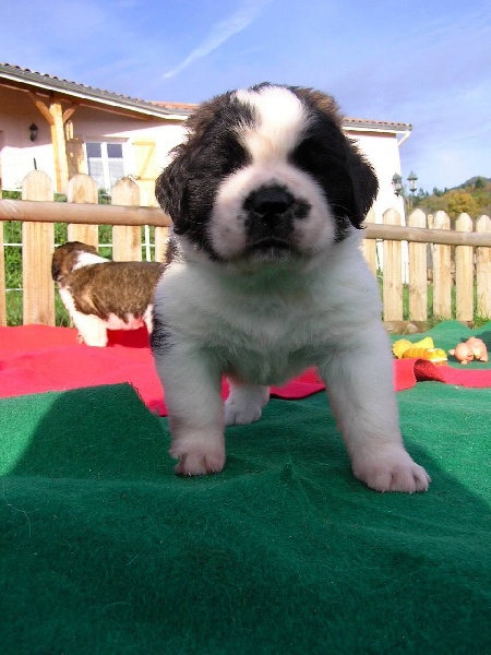 les bébés 2008