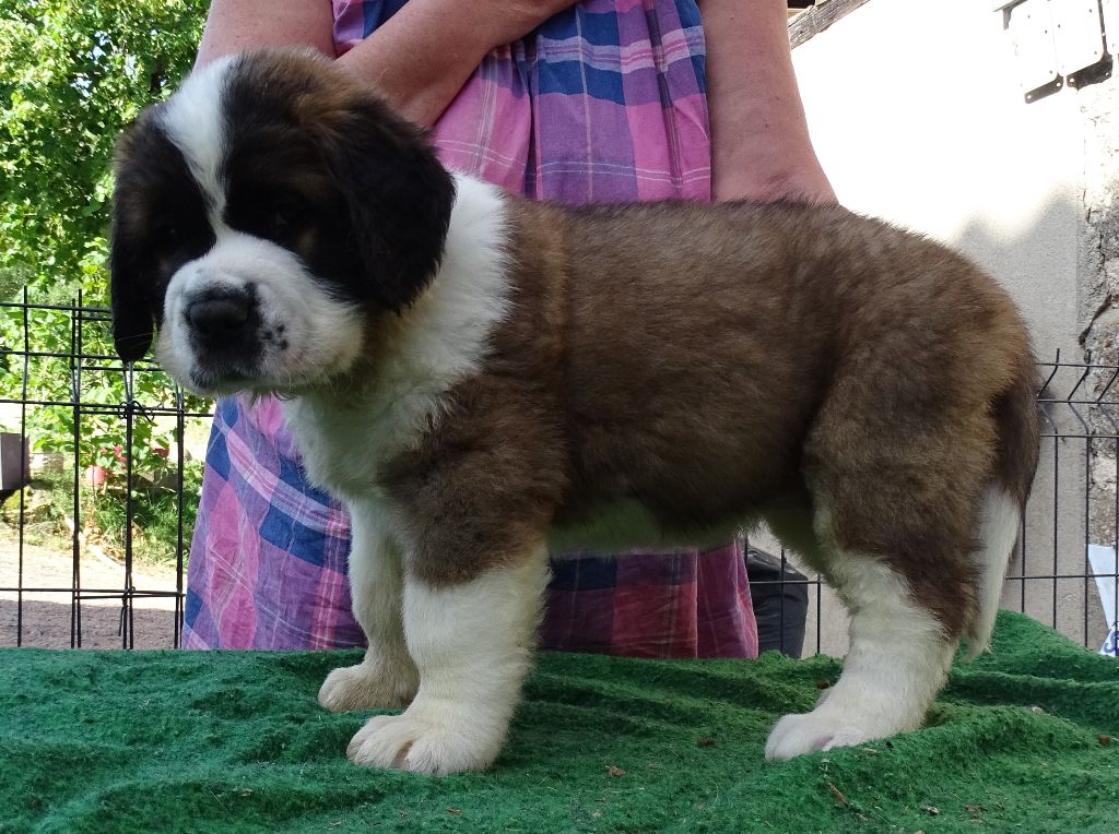 du mas de Jalnot - Chiots disponibles - Chien du Saint-Bernard