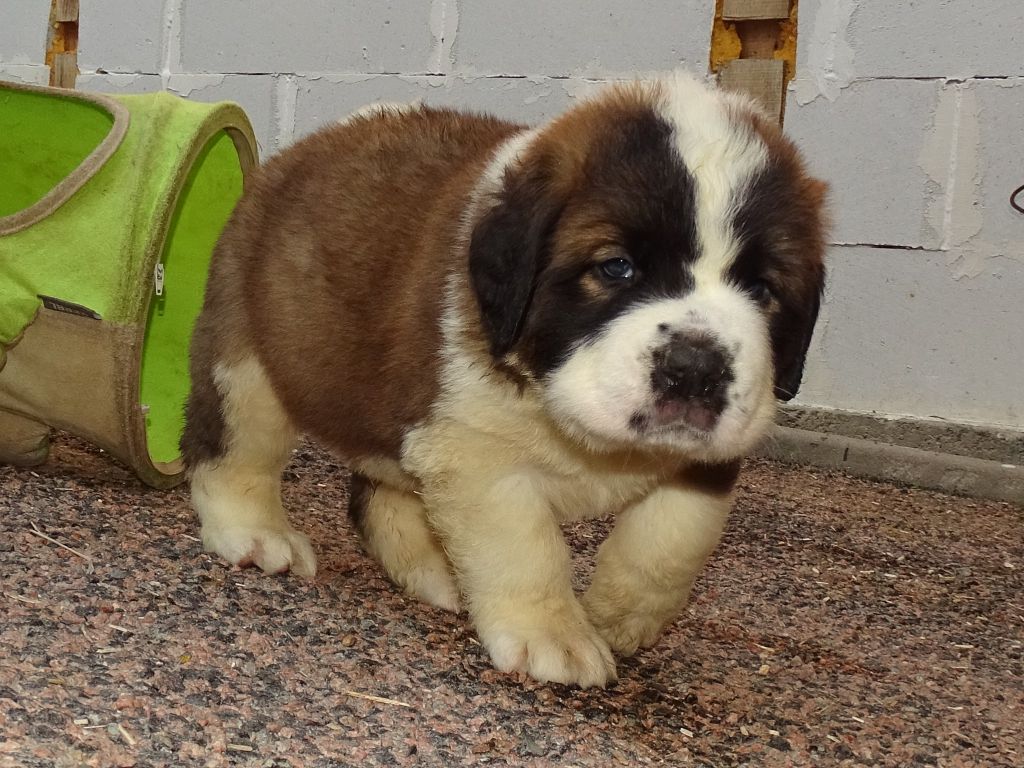 du mas de Jalnot - Chiots disponibles - Chien du Saint-Bernard