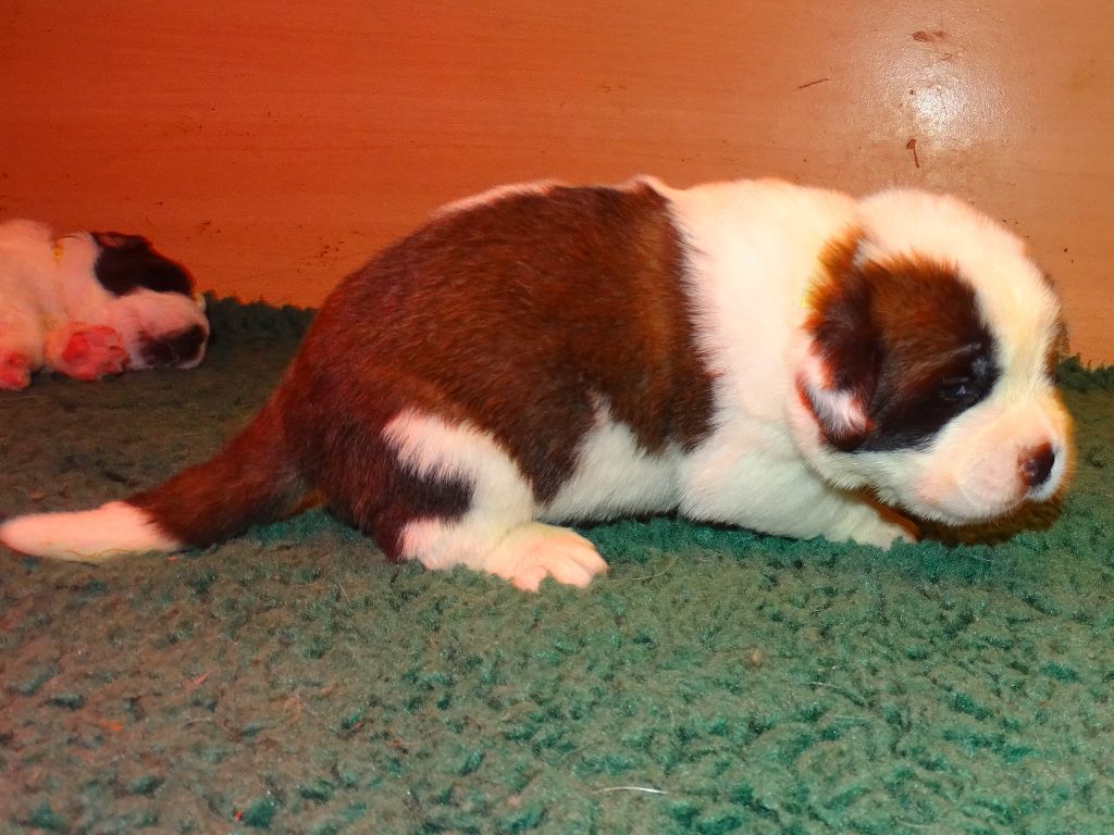 du mas de Jalnot - Chiots disponibles - Chien du Saint-Bernard