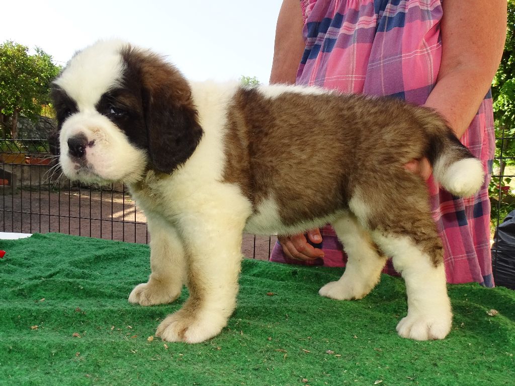du mas de Jalnot - Chiots disponibles - Chien du Saint-Bernard