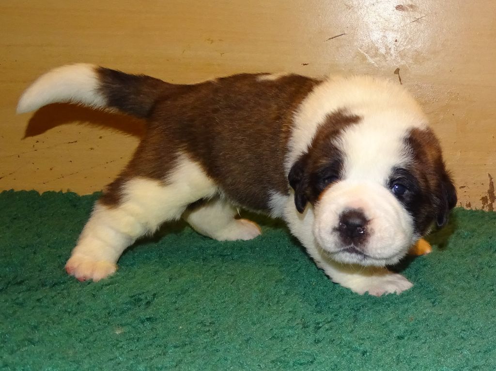 du mas de Jalnot - Chiots disponibles - Chien du Saint-Bernard