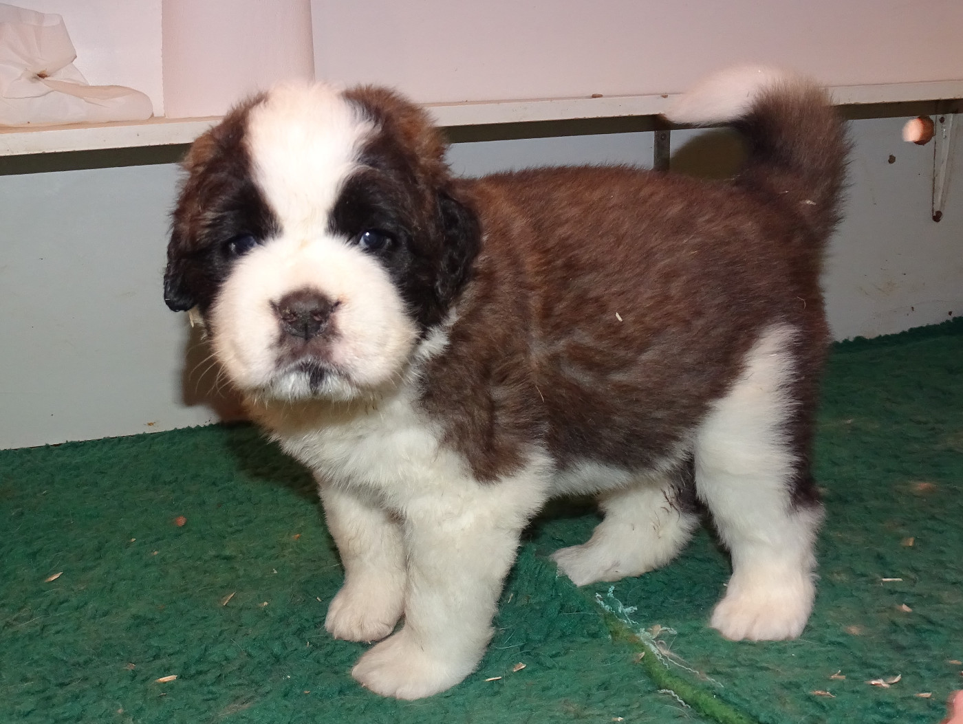du mas de Jalnot - Chiots disponibles - Chien du Saint-Bernard