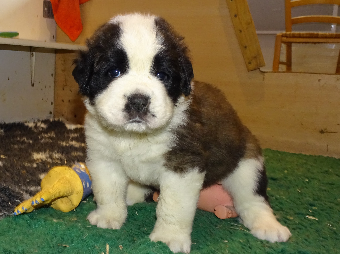 du mas de Jalnot - Chiots disponibles - Chien du Saint-Bernard
