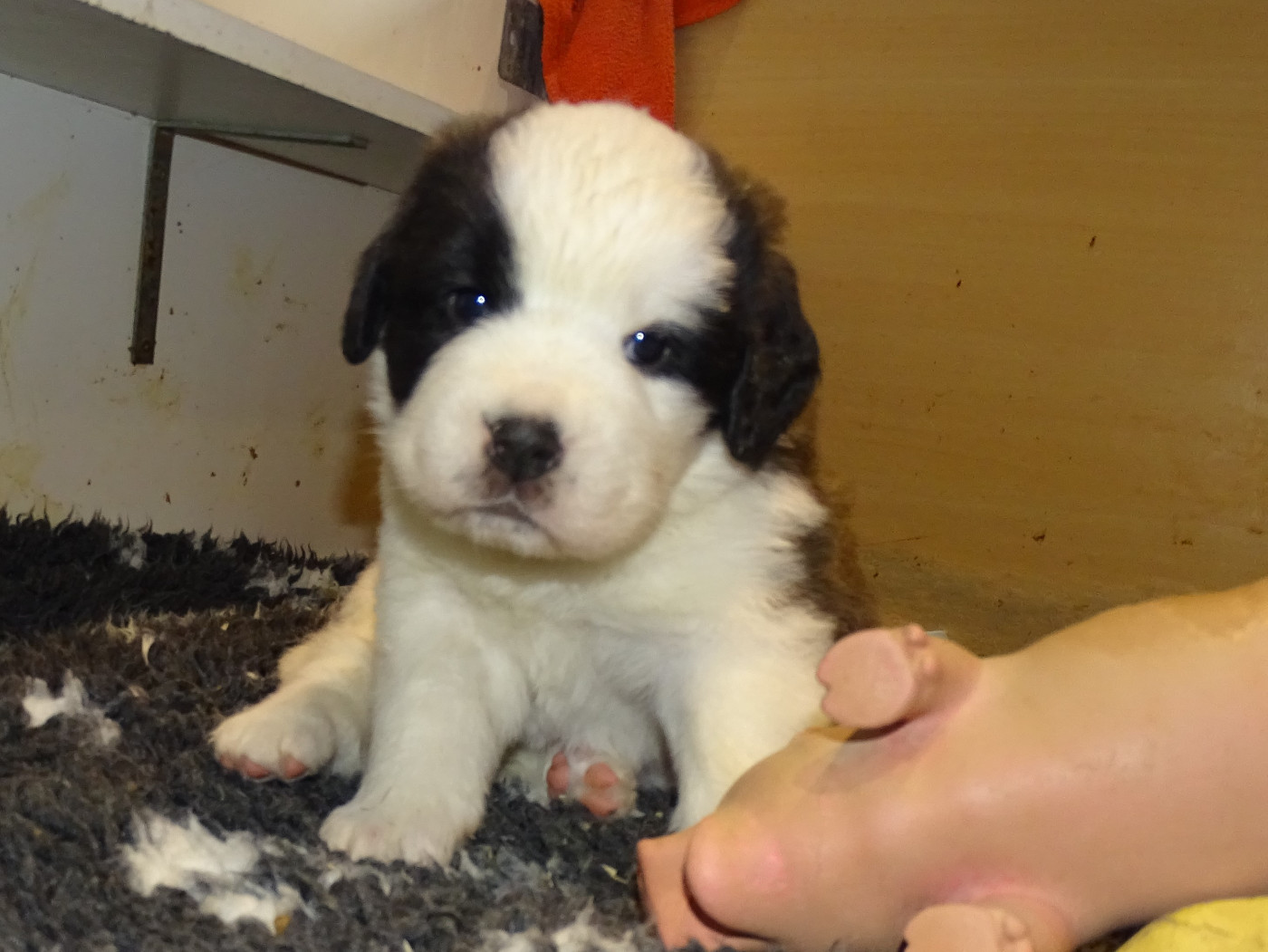du mas de Jalnot - Chiots disponibles - Chien du Saint-Bernard